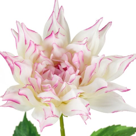 Dalia biało-różowa_ALURO Dalia biało-różowa_ALURO