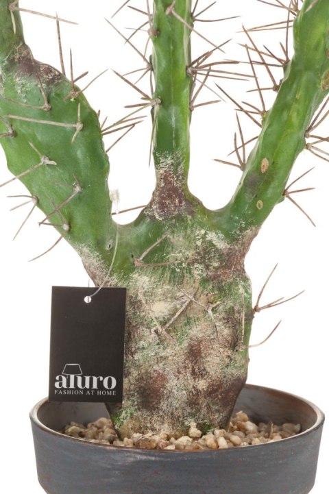 Kaktus-Opuncja_ALURO Kaktus-Opuncja_ALURO